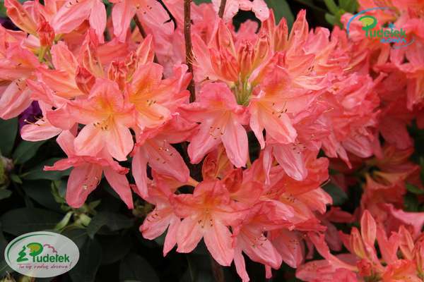 Azalia Apple Blossom